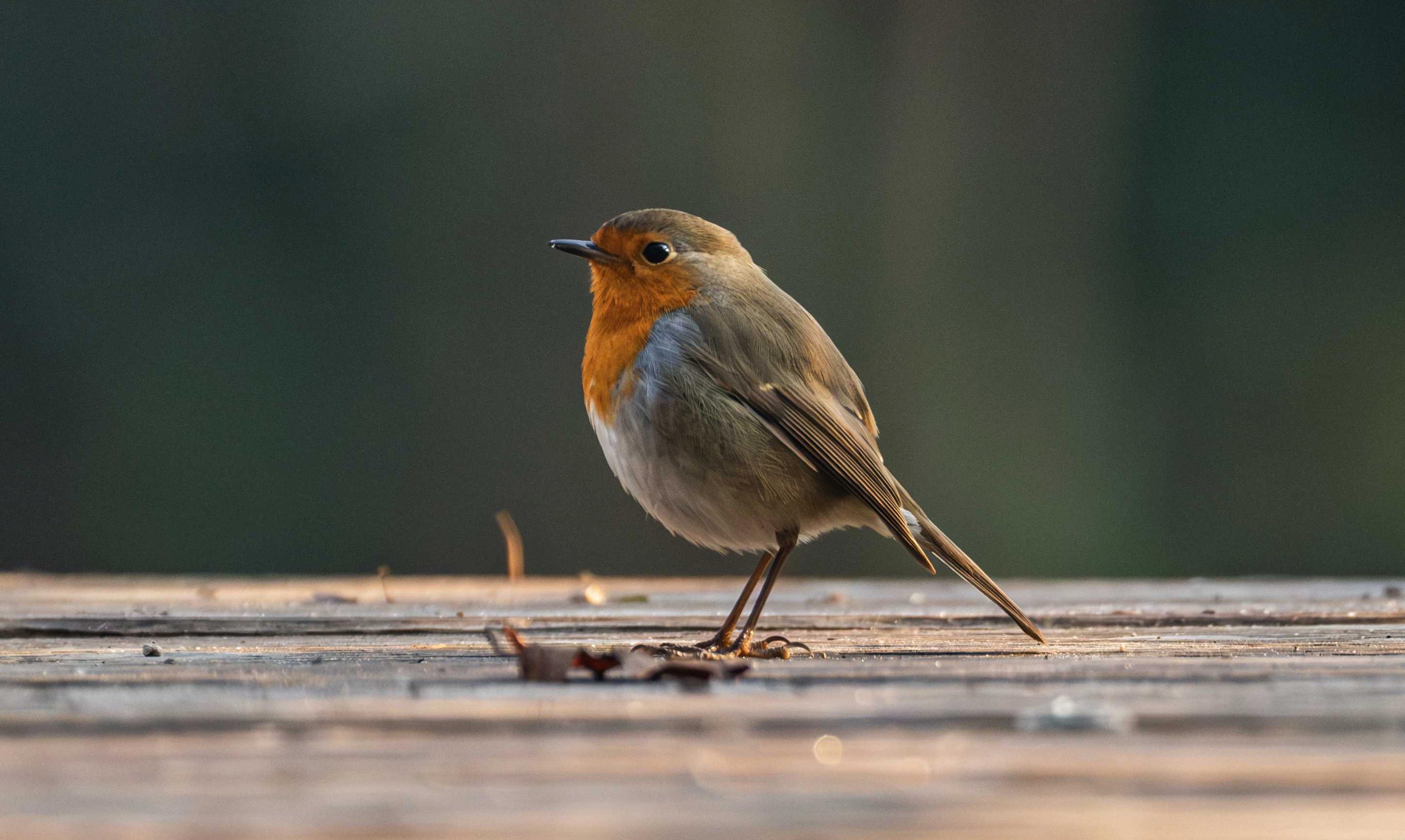 Pettirosso (Erithacus rubecula). Ph. Luca Maccioni