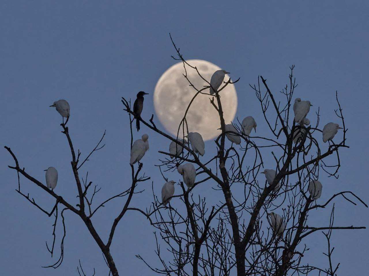 Dormitorio di aironi (roost) di sera, con la luna piena