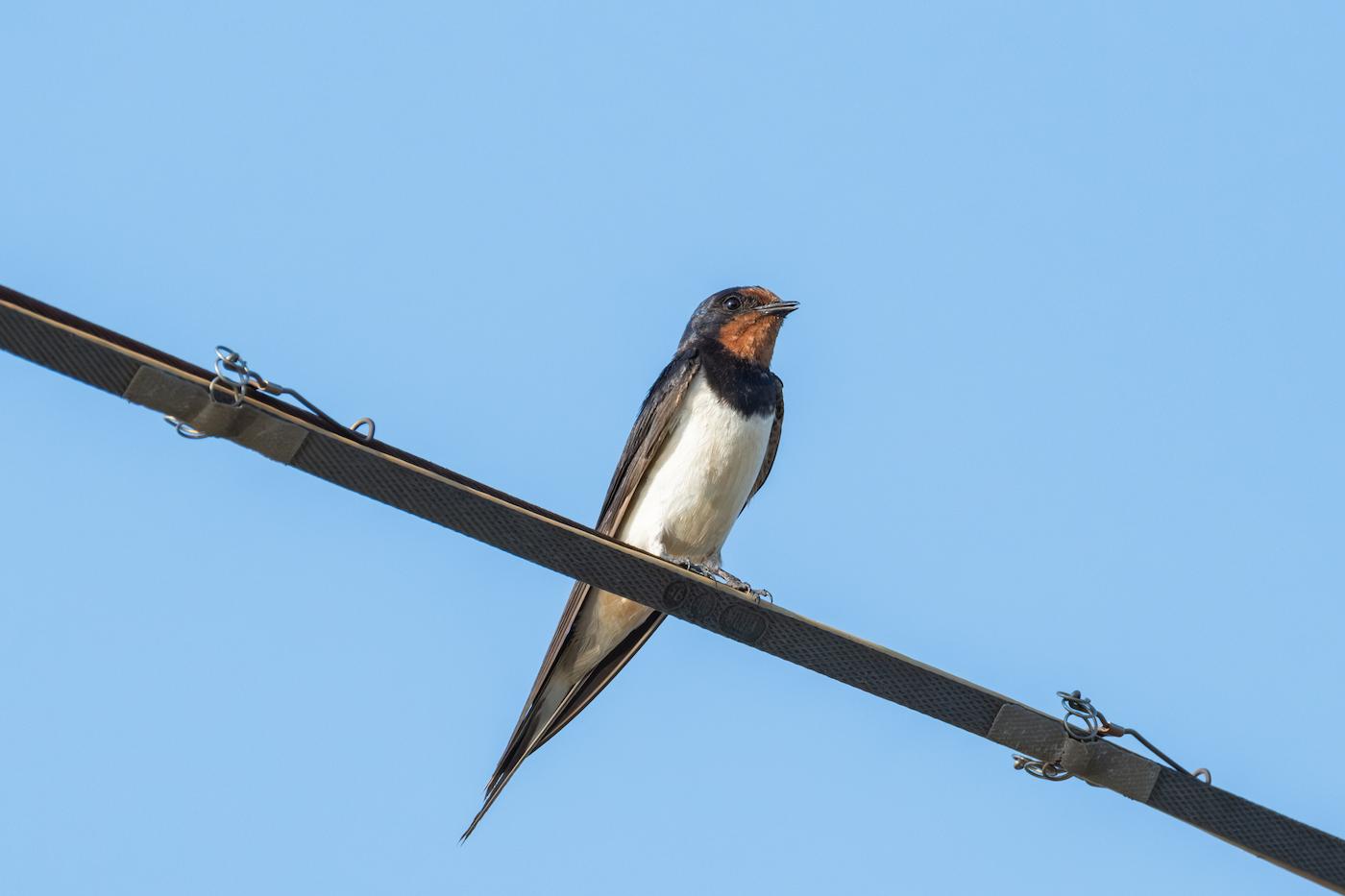 Rondine (Hirundo rustica). Ph. Luca Maccioni