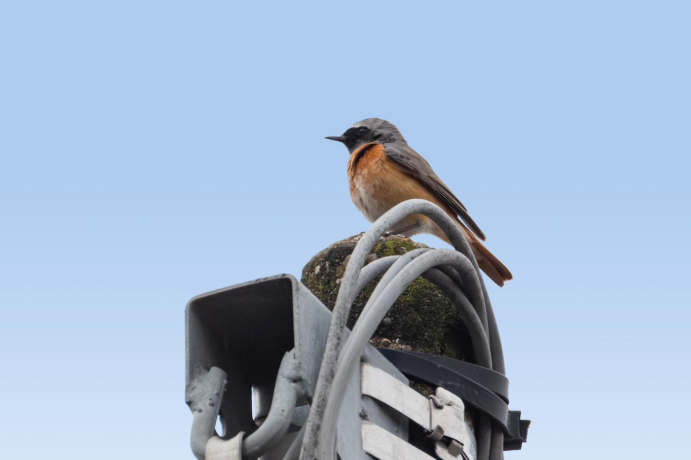 Codirosso comune (Phoenicurus phoenicurus). Ph. Luca Maccioni