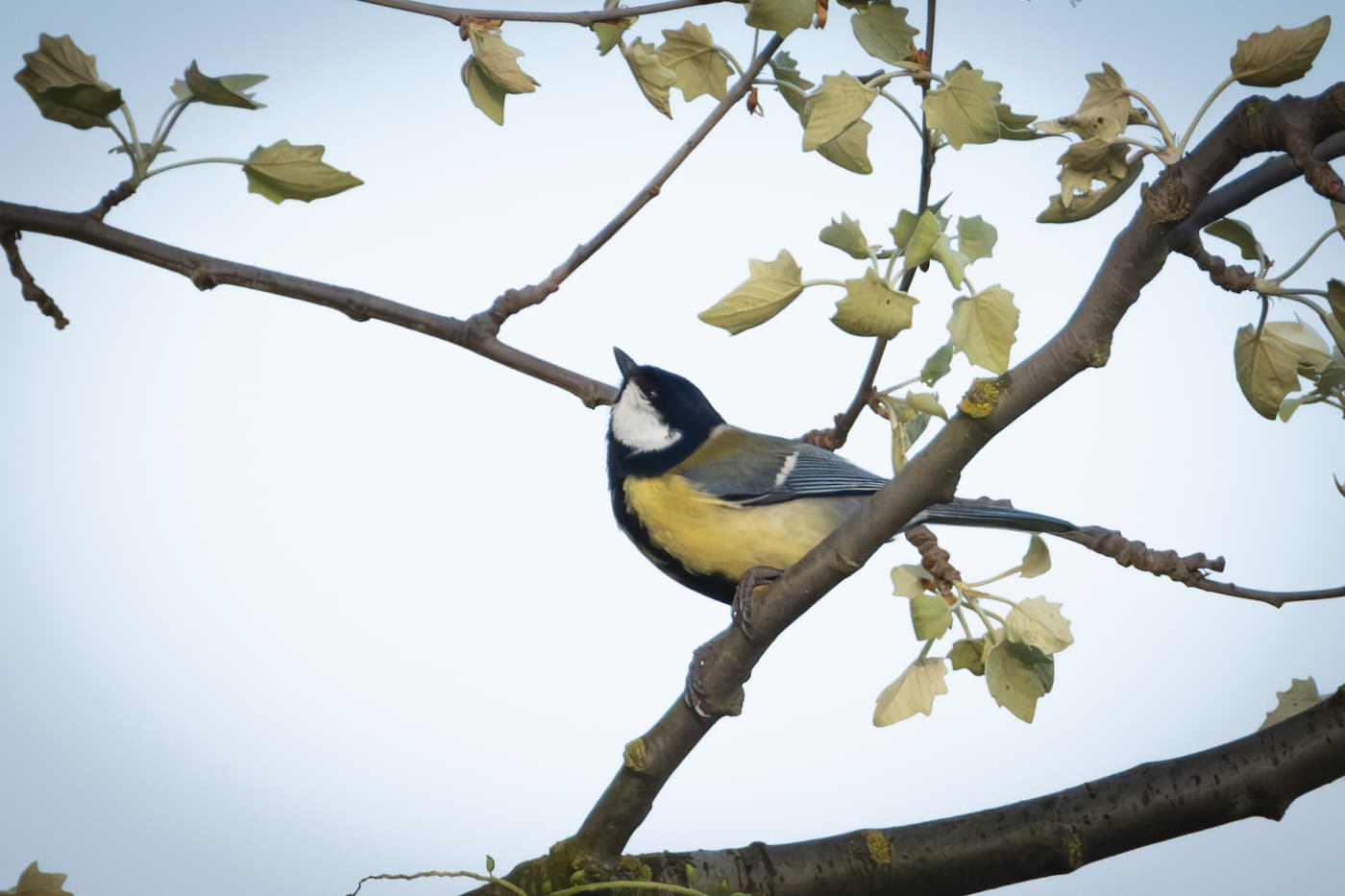 Cinciallegra (Parus major). Ph. Luca Maccioni