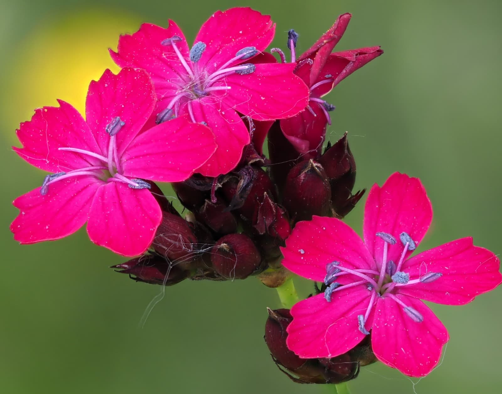 Garofano sanguigno (Dianthus sanguineus). Ph. Roberto Pizzutti