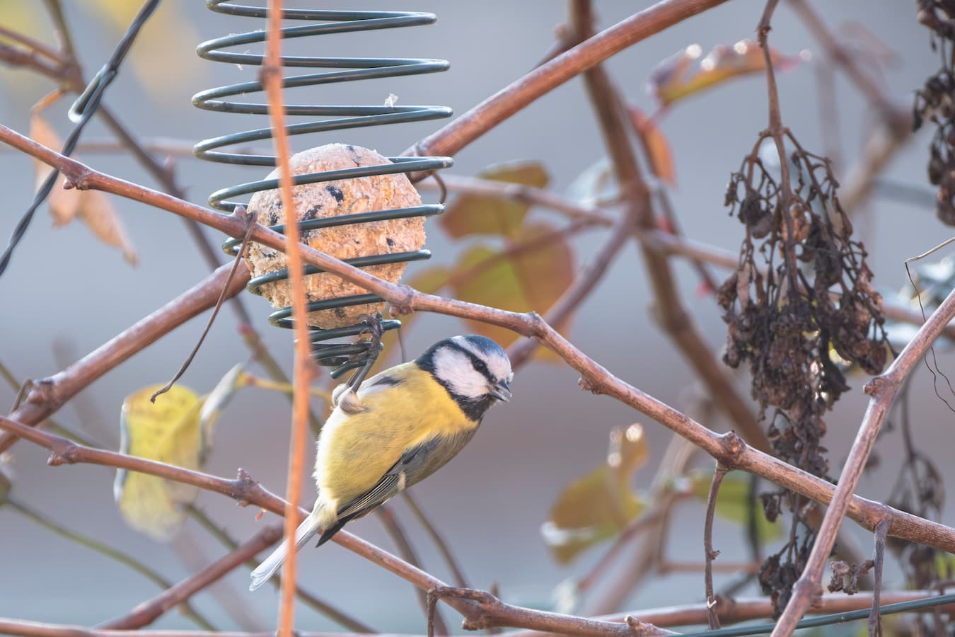 Cinciarella (Cyanistes caeruleus). Ph. Luca Maccioni