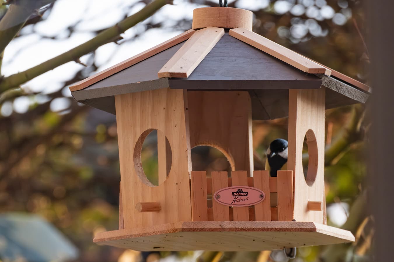 Cinciallegra (Parus major). Ph. Luca Maccioni
