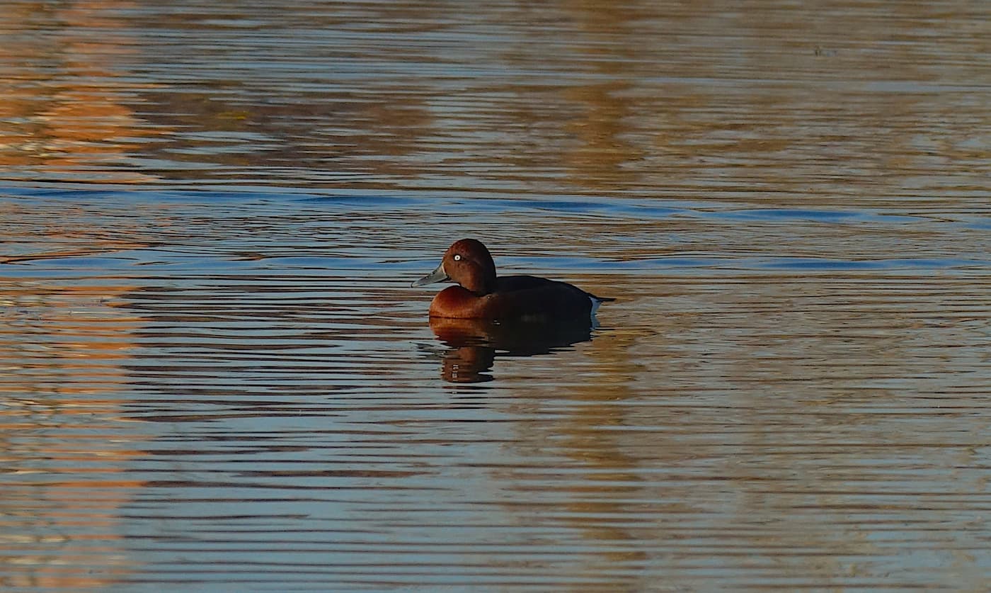 Moretta tabaccata (Aythya nyroca). Ph. Tomaso Bisol