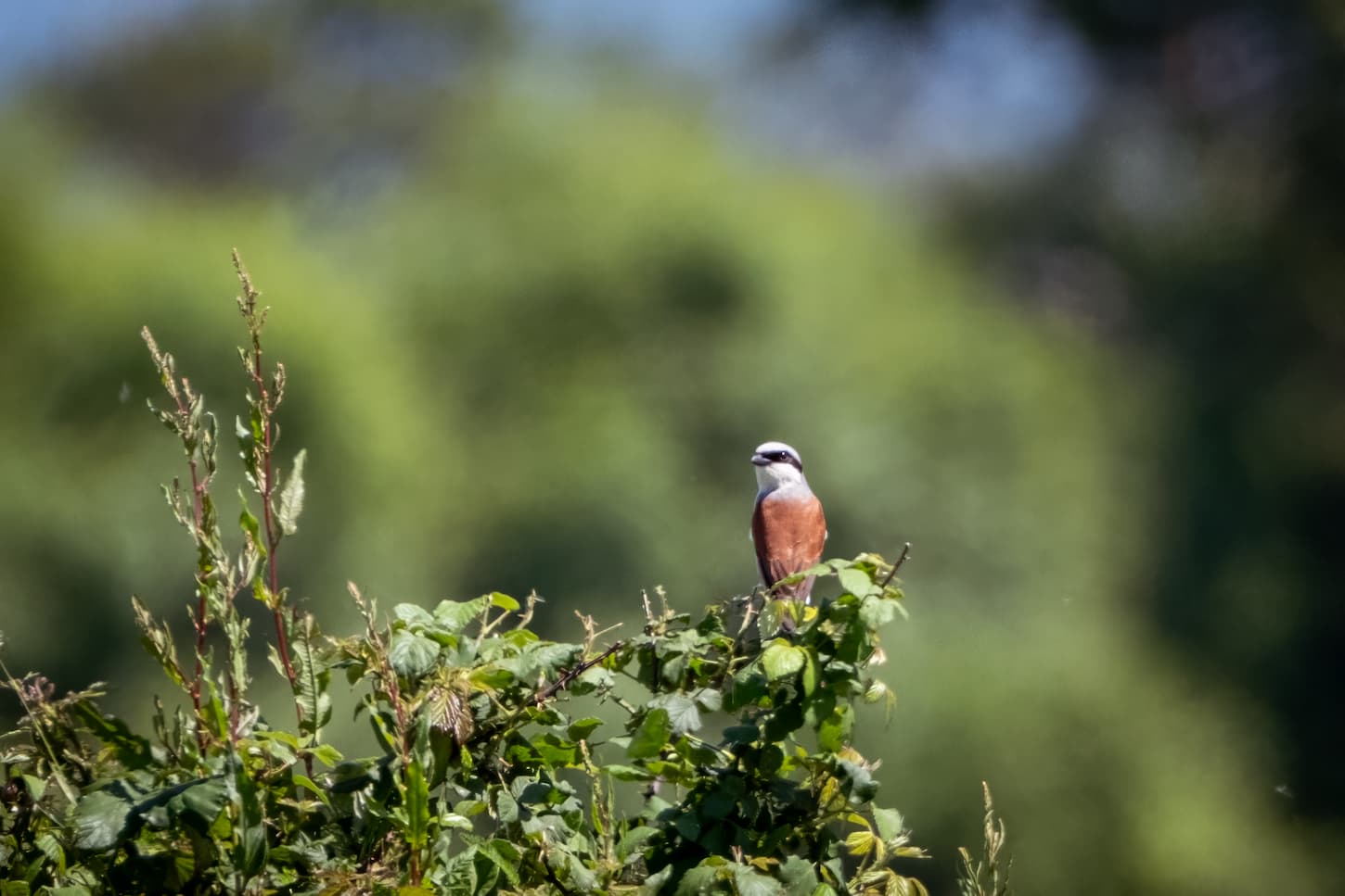 Averla piccola (Lanius collurio). Ph. Luca Maccioni