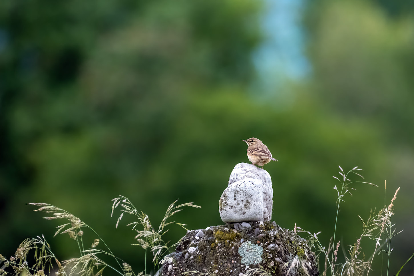 Calandro (Anthus campestris). Ph. Luca Maccioni