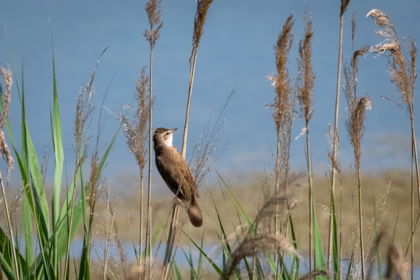 Cannareccione (Acrocephalus arundinaceus). Ph. Luca Maccioni