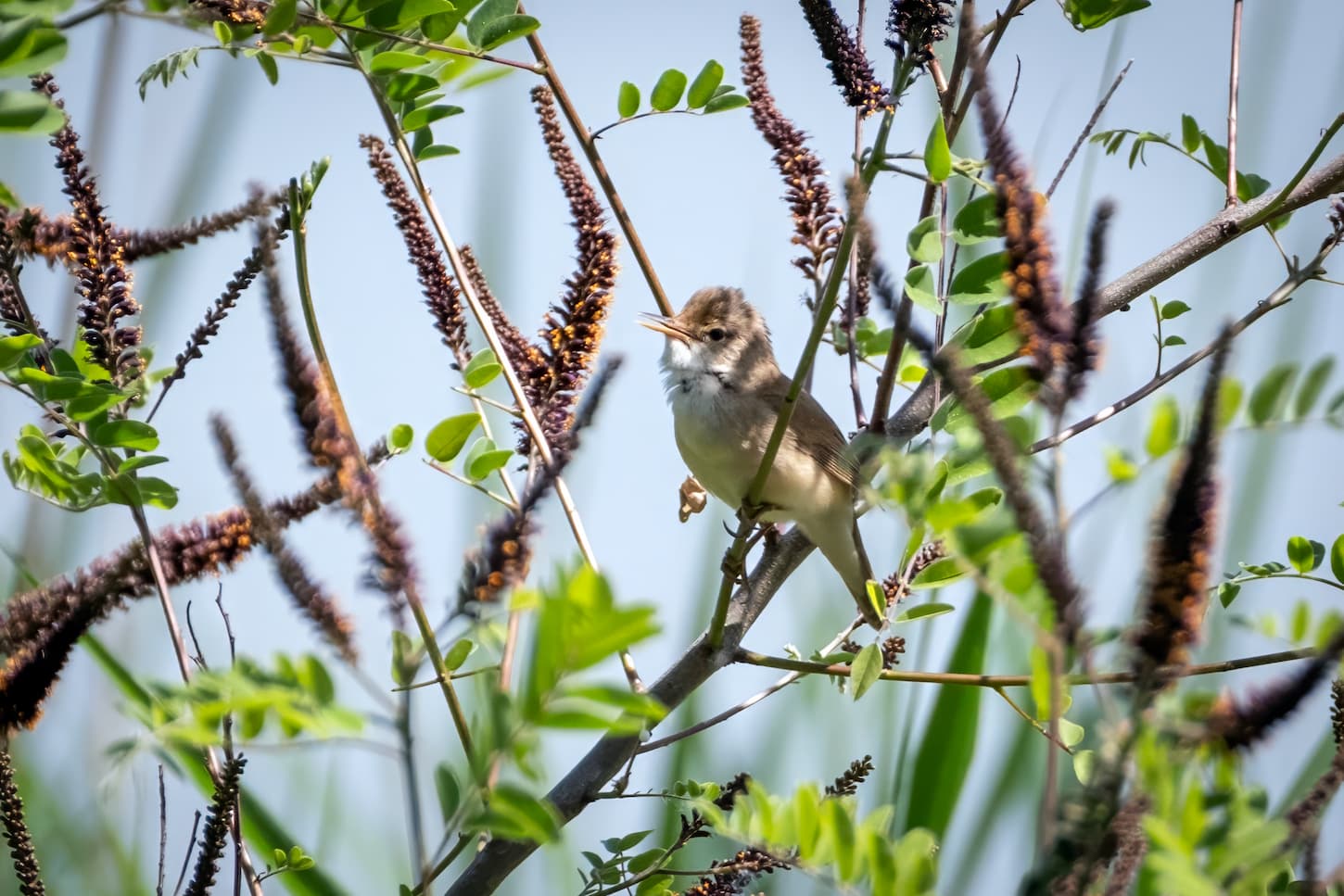 Cannaiola comune (Acrocephalus scirpaceus). Ph. Luca Maccioni
