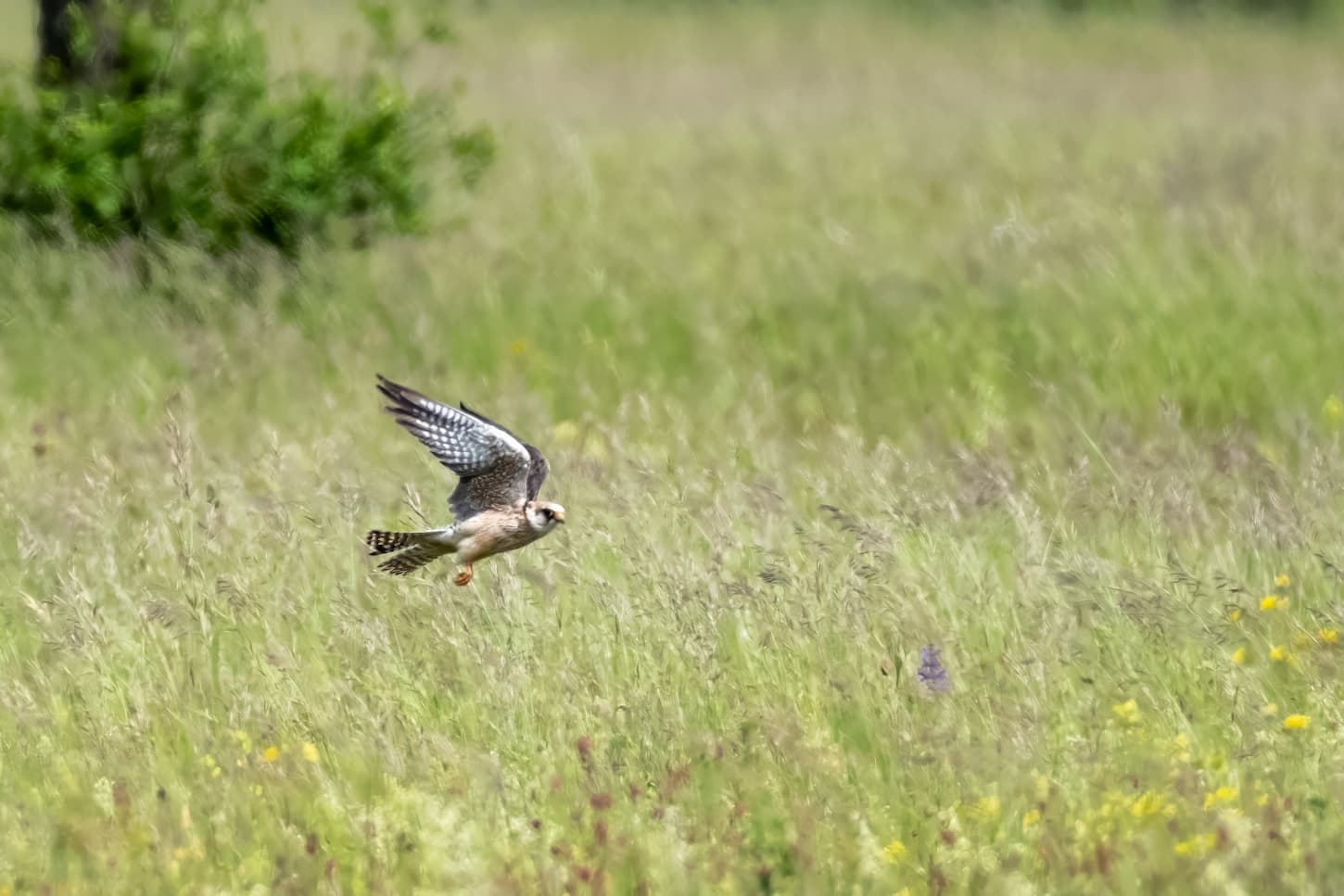 Falco cuculo (Falco vespertinus). Ph. Luca Maccioni
