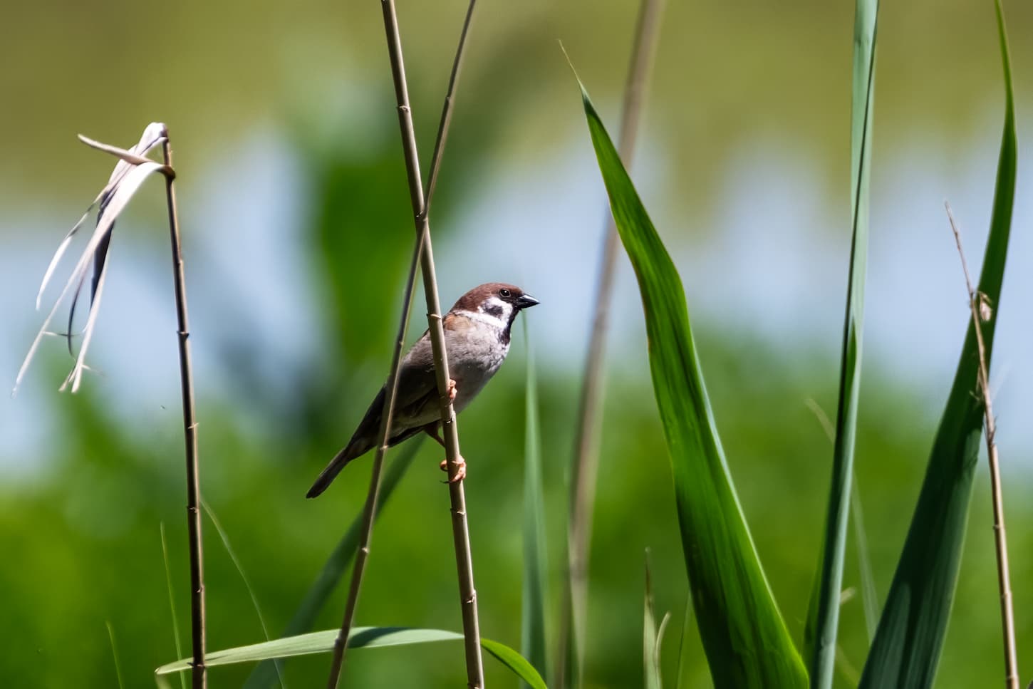 Passera mattugia (Passer montanus). Ph. Luca Maccioni