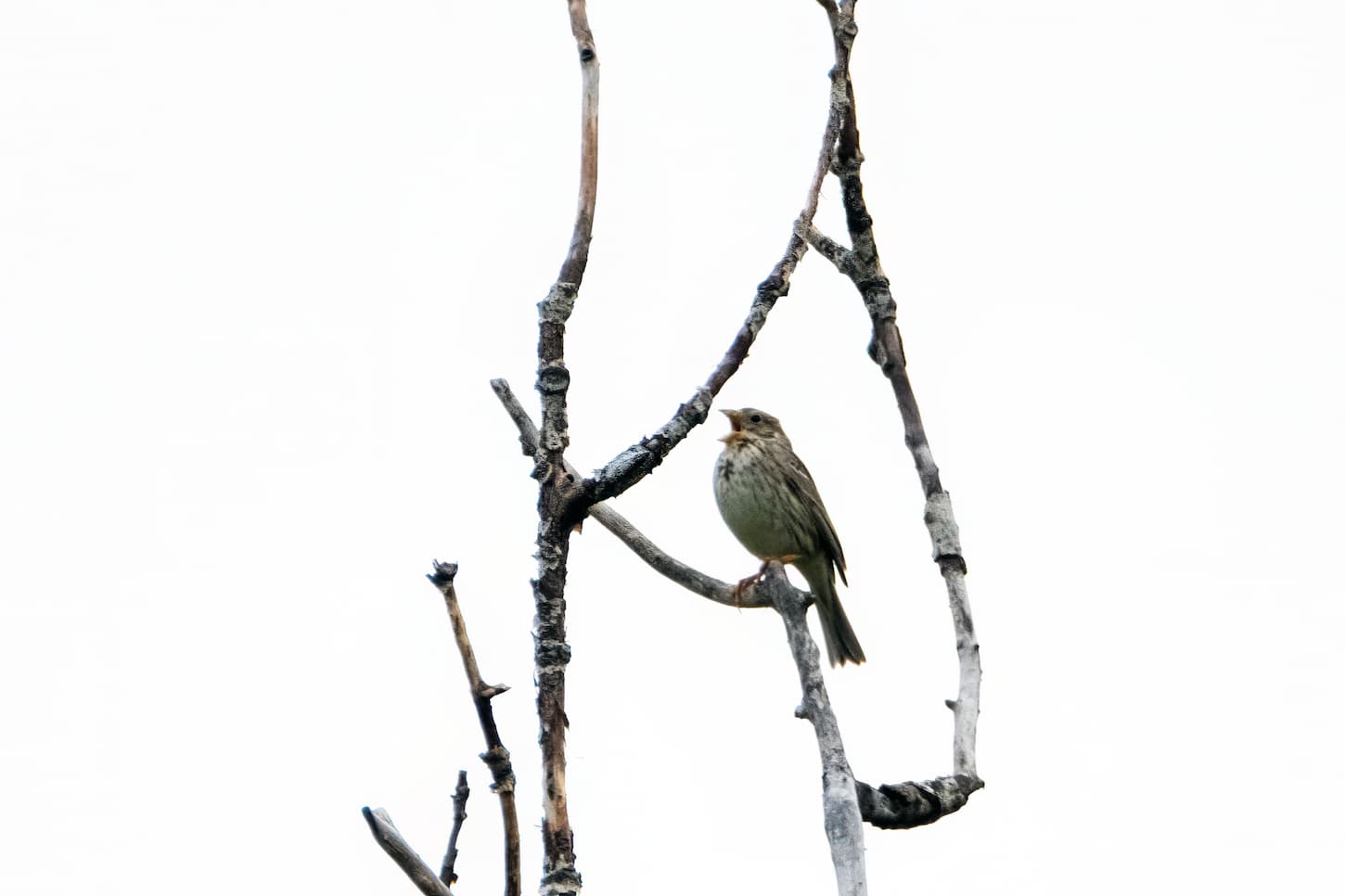 Biancone (Circaetus gallicus). Ph. Luca Maccioni