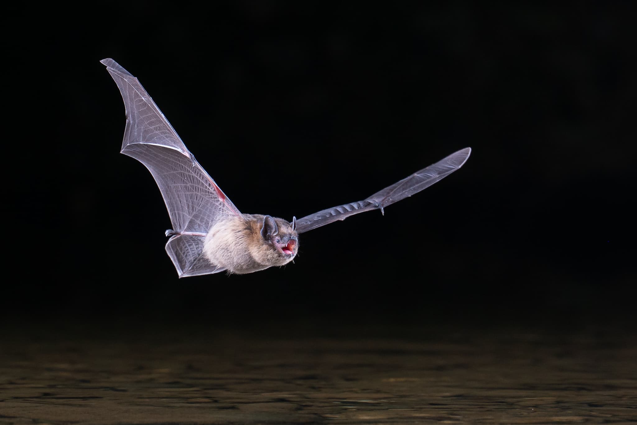 Pipistrellus sp. Ph. Damien Brouste