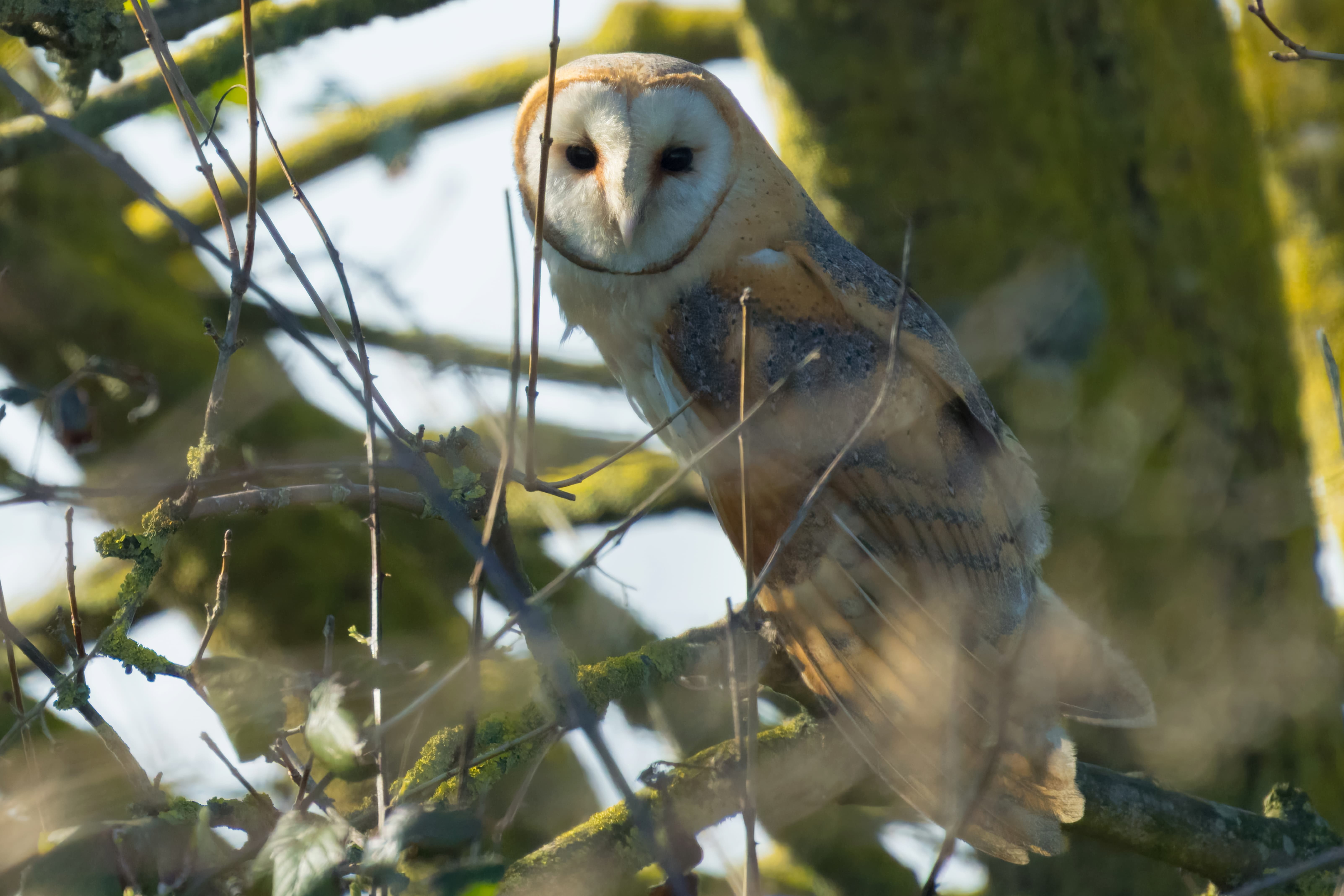 Barbagianni (Tyto alba). Ph. Carlo Vigo
