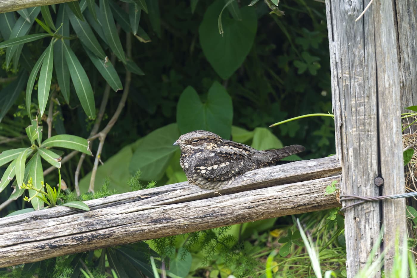 Succiacapre (Caprimulgus europaeus). Ph. Paolo Maria Bisol