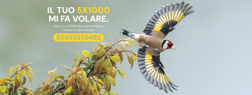 Cardellino in volo sulla vegetazione, simbolo della campagna 5x1000