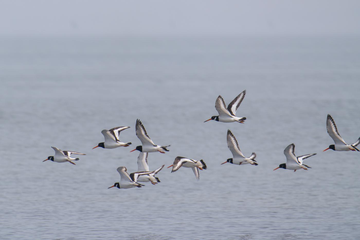 Beccacce di mare (Haematopus ostralegus). Ph. Carlo Vigo