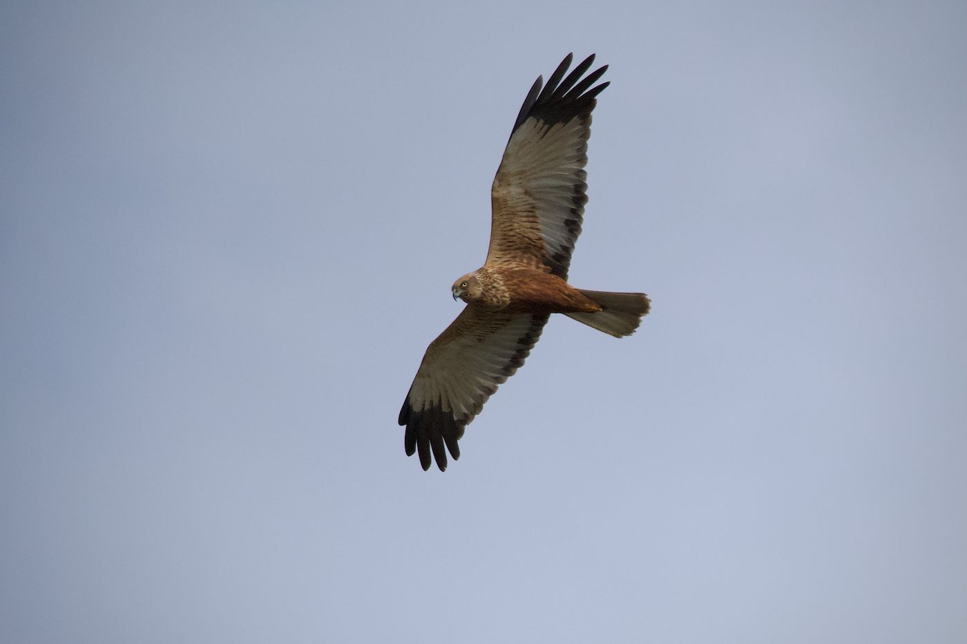 Falco di palude (Circus aeruginosus). Ph. Riccardo Alba