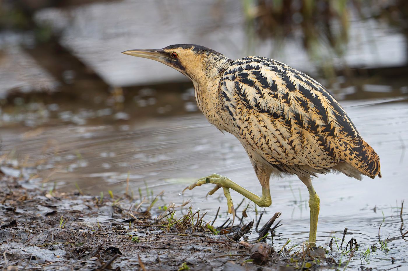 Tarabuso (Botaurus stellaris). Ph. Mario Vigo