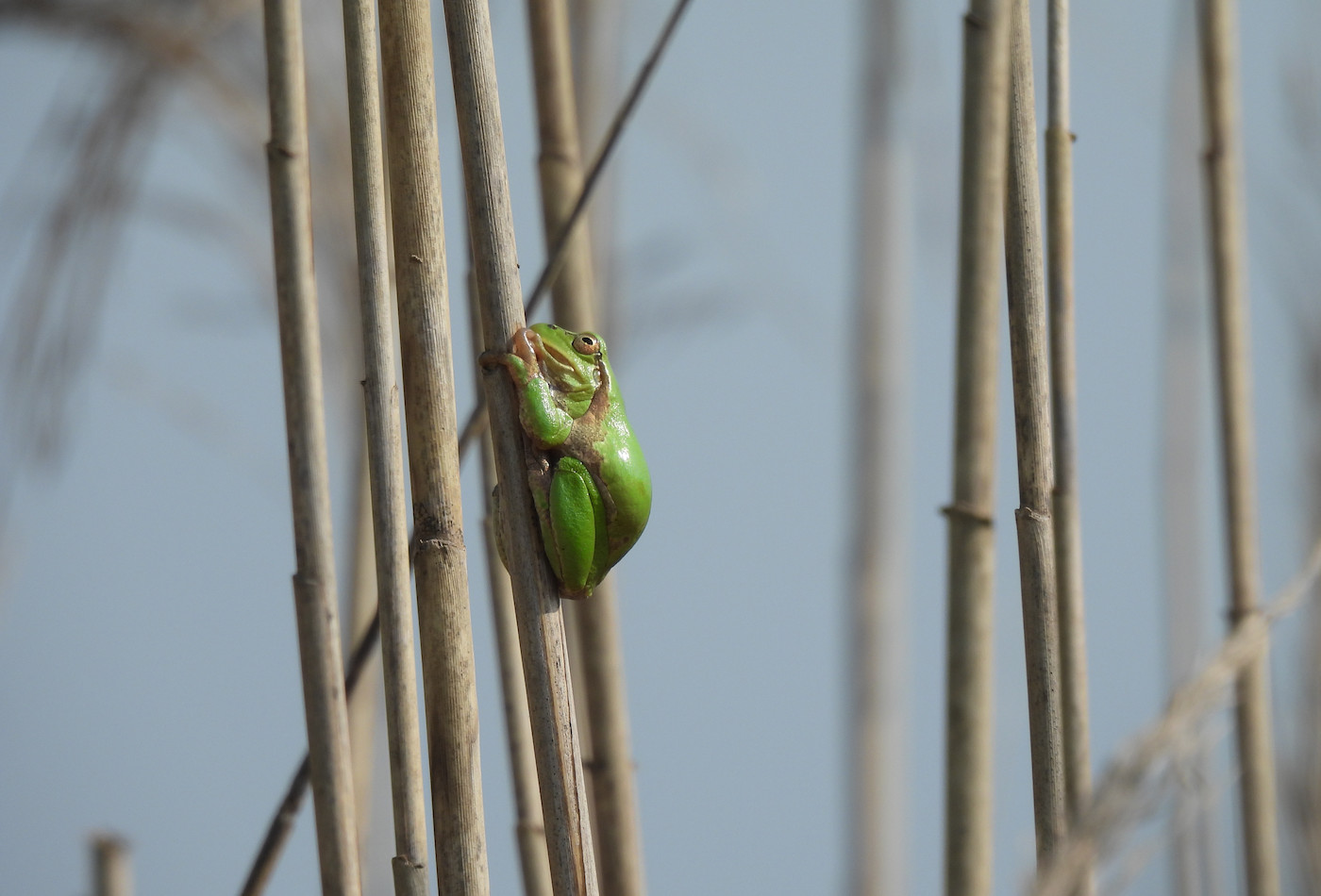 Raganella padana (Hyla intermedia perrini). Ph. Niccolò Fagotto