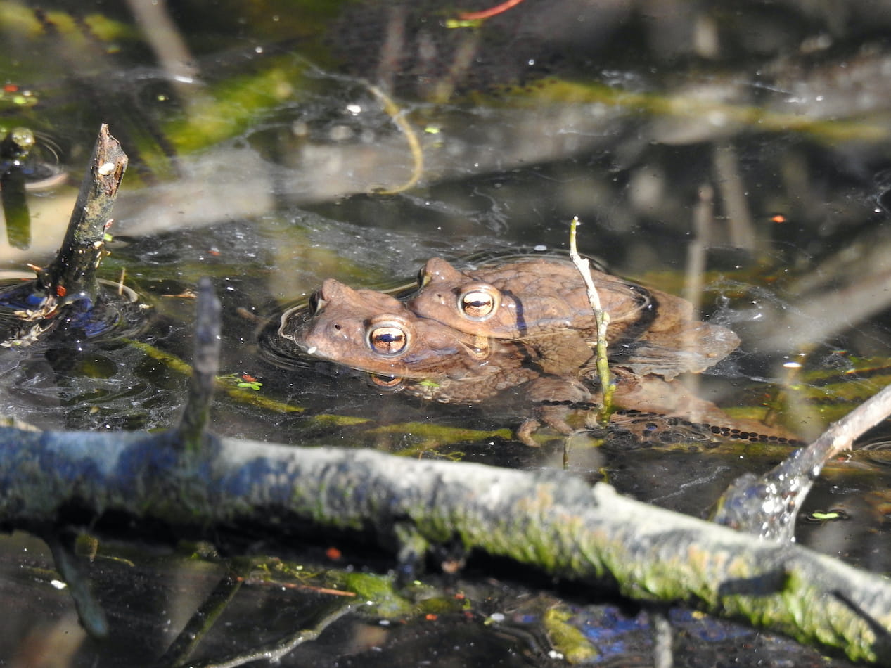 Rospi comuni (Bufo bufo). Ph. Massimo Bozza
