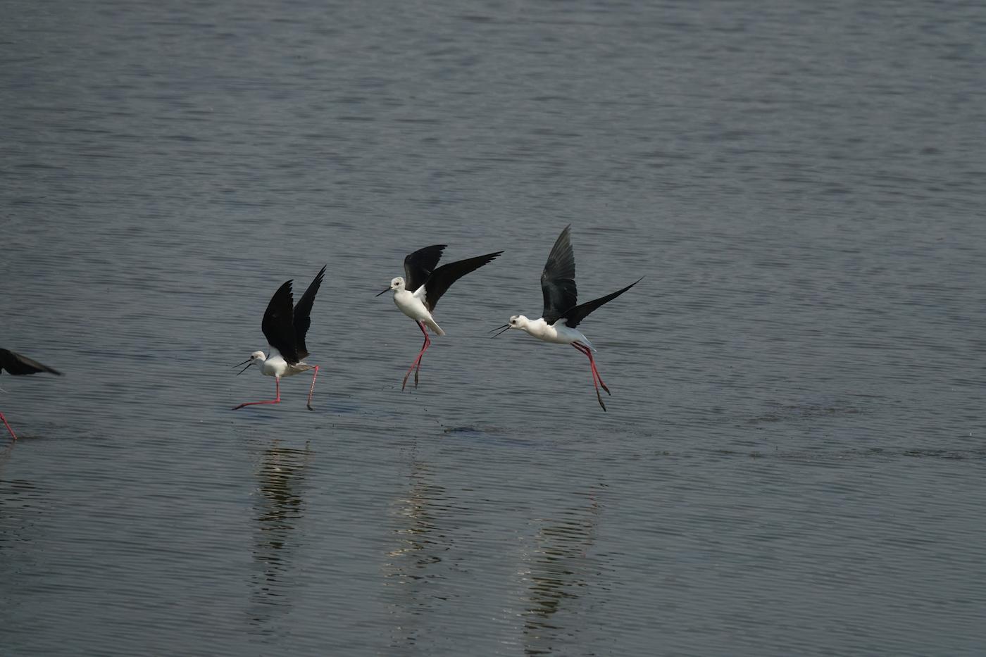 Cavalieri d'Italia (Himantopus himantopus). Ph. Tomaso Bisol