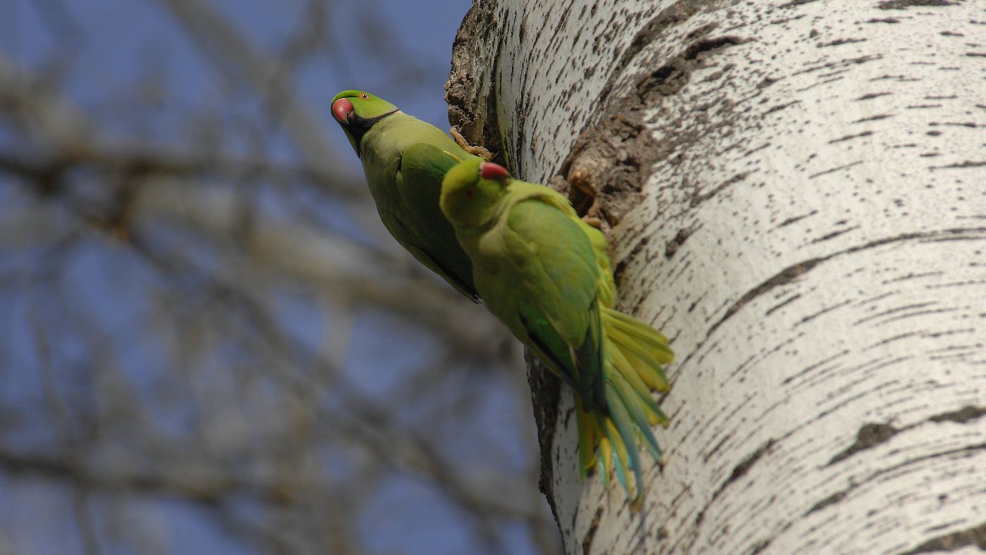 Parrocchetti dal collare (Psittacula krameri). Ph. Paolo Vacilotto
