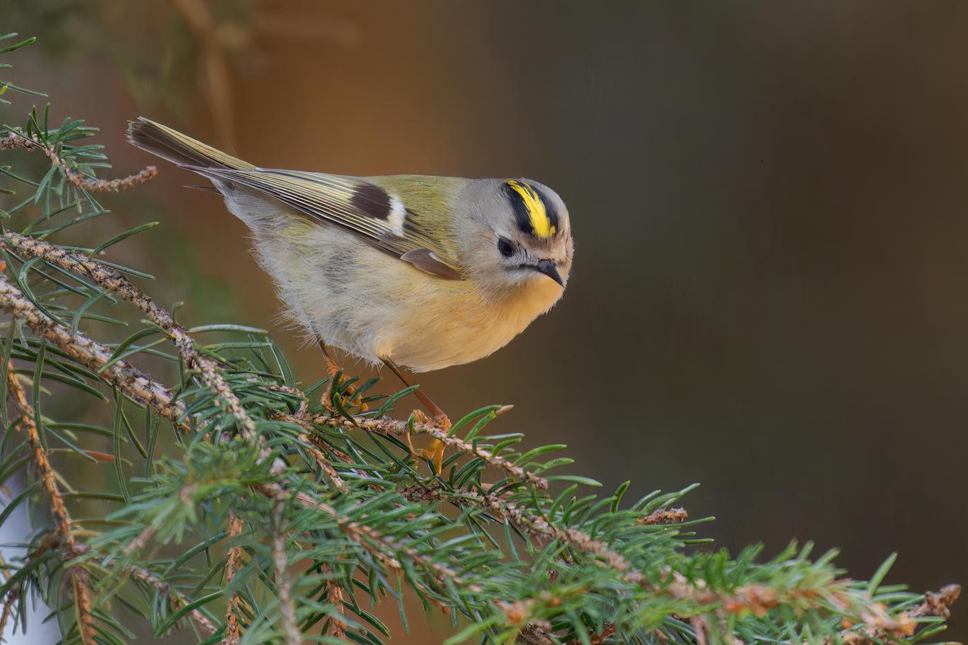 Regolo (Regulus regulus). Ph. Mario Vigo