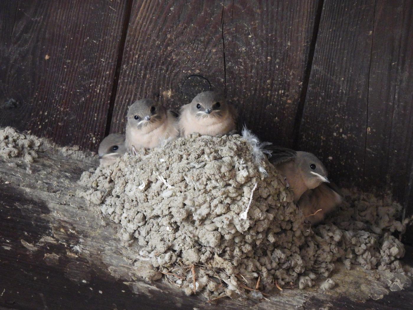 Rondini montane (Ptyonoprogne rupestris). Ph. Niccolò Fagotto