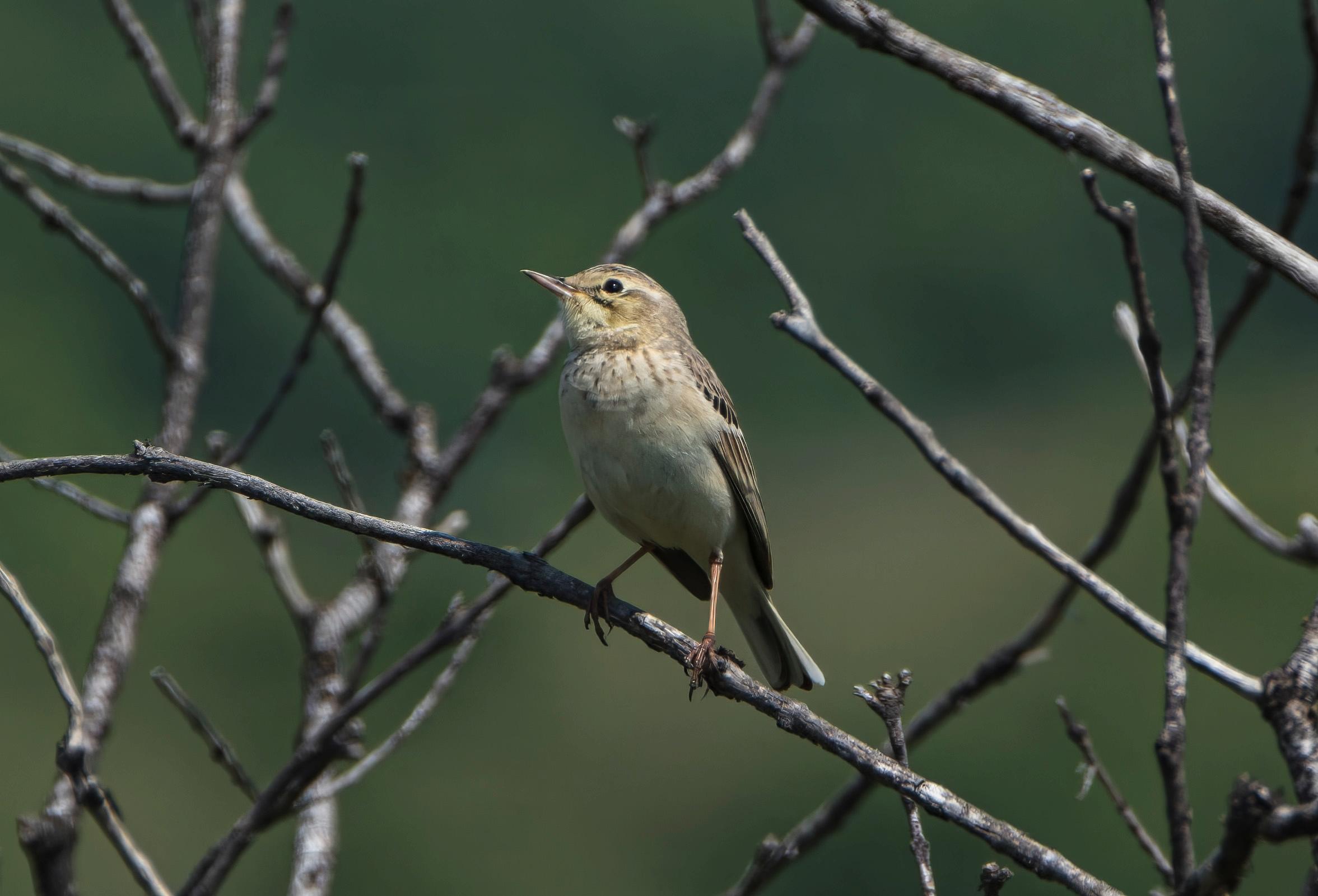 Calandro (Anthus campestris) Ph. Luca Maccioni