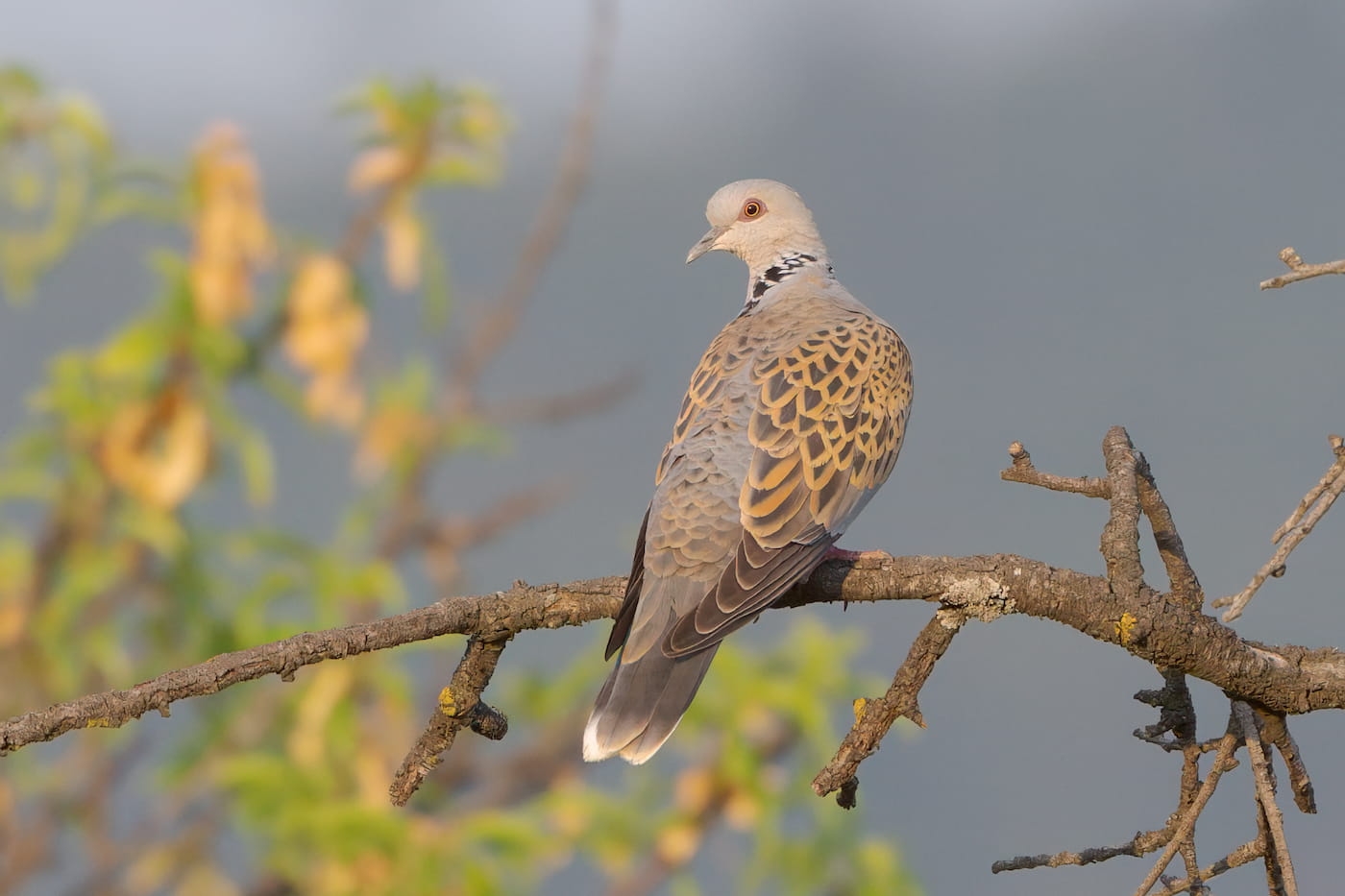 Tortora selvatica (Streptopelia turtur). Ph. Mario Vigo