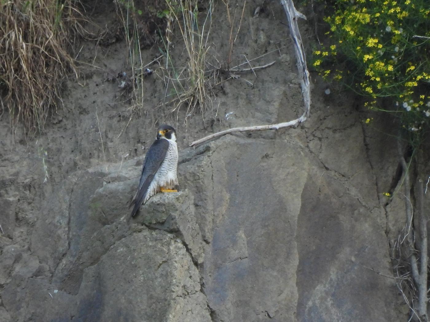 Falco pellegrino (Falco peregrinus) Ph. Niccolò Fagotto