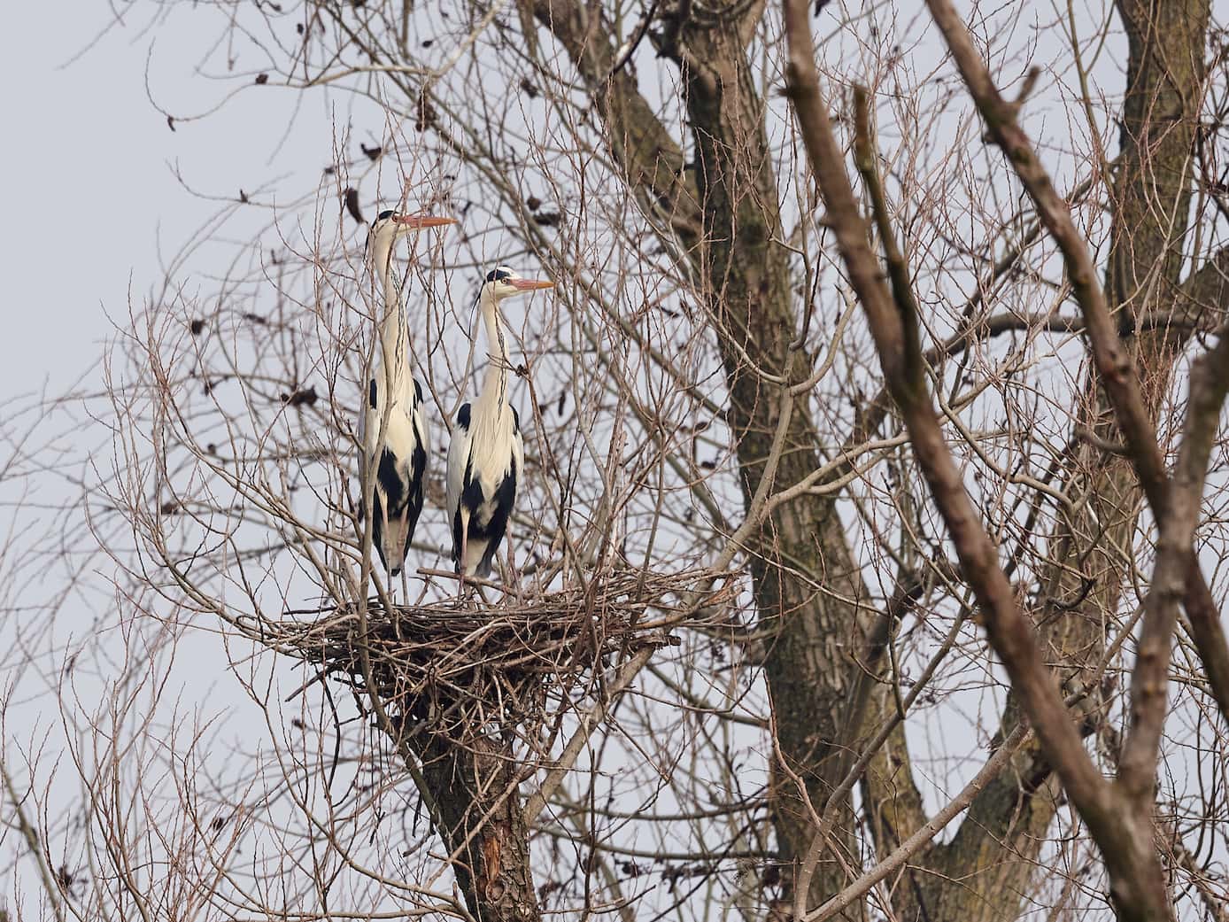 Aironi cenerini (Ardea cinerea). Ph. Giulio Piras