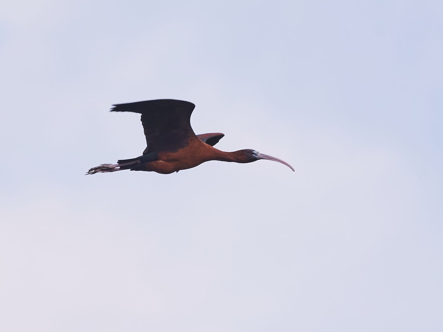 Mignattaio (Plegadis falcinellus). Ph. Giulio Piras