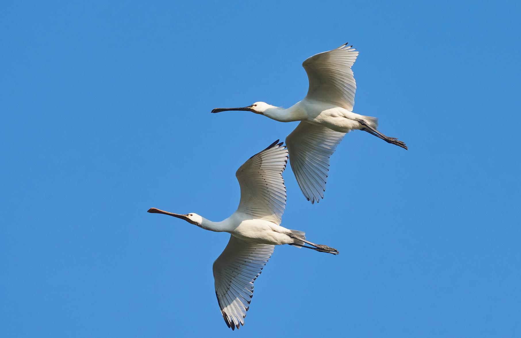 Spatole (Platalea leucorodia). Ph. Giulio Piras