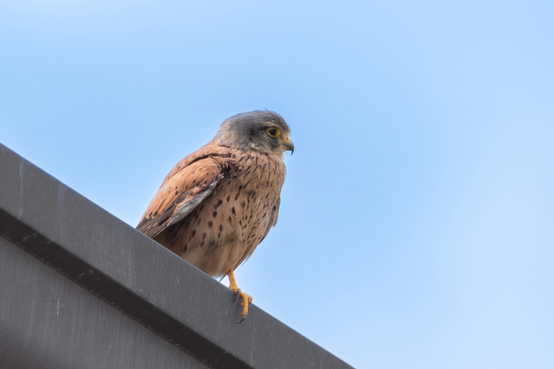 Gheppio (Falco tinnunculus) Ph. Luca Maccioni
