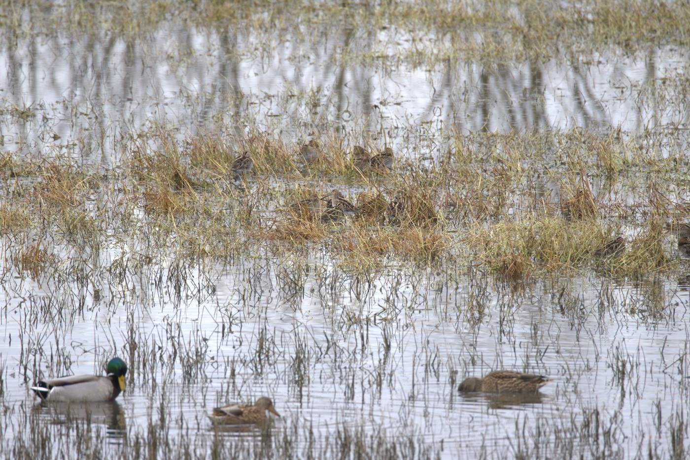 Germani reali (Anas platyrhynchos) e beccaccini (Gallinago gallinago). Ph. Fabio Moretto