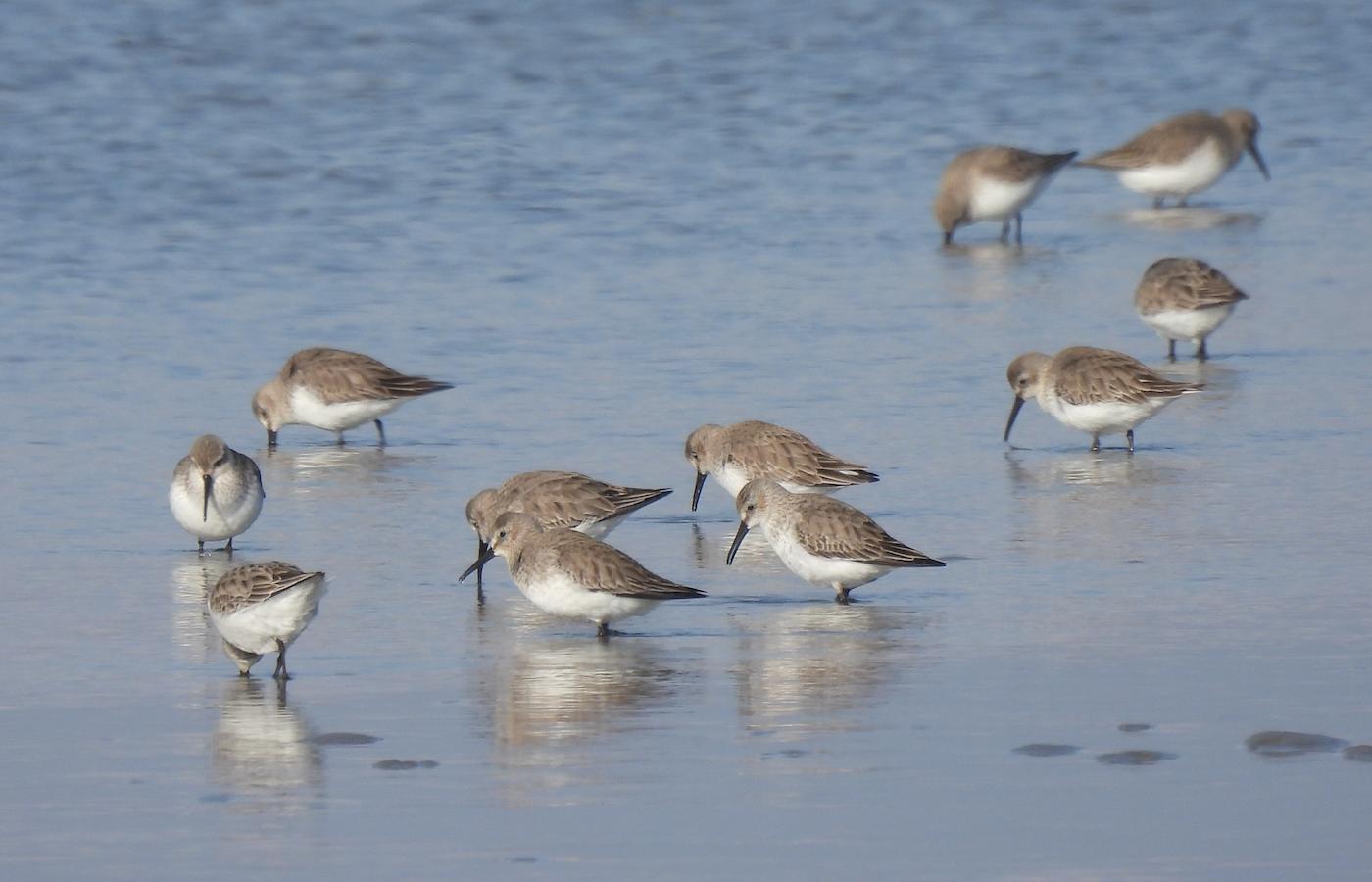Piovanelli pancianera (Calidris alpina). Ph. Niccolò Fagotto