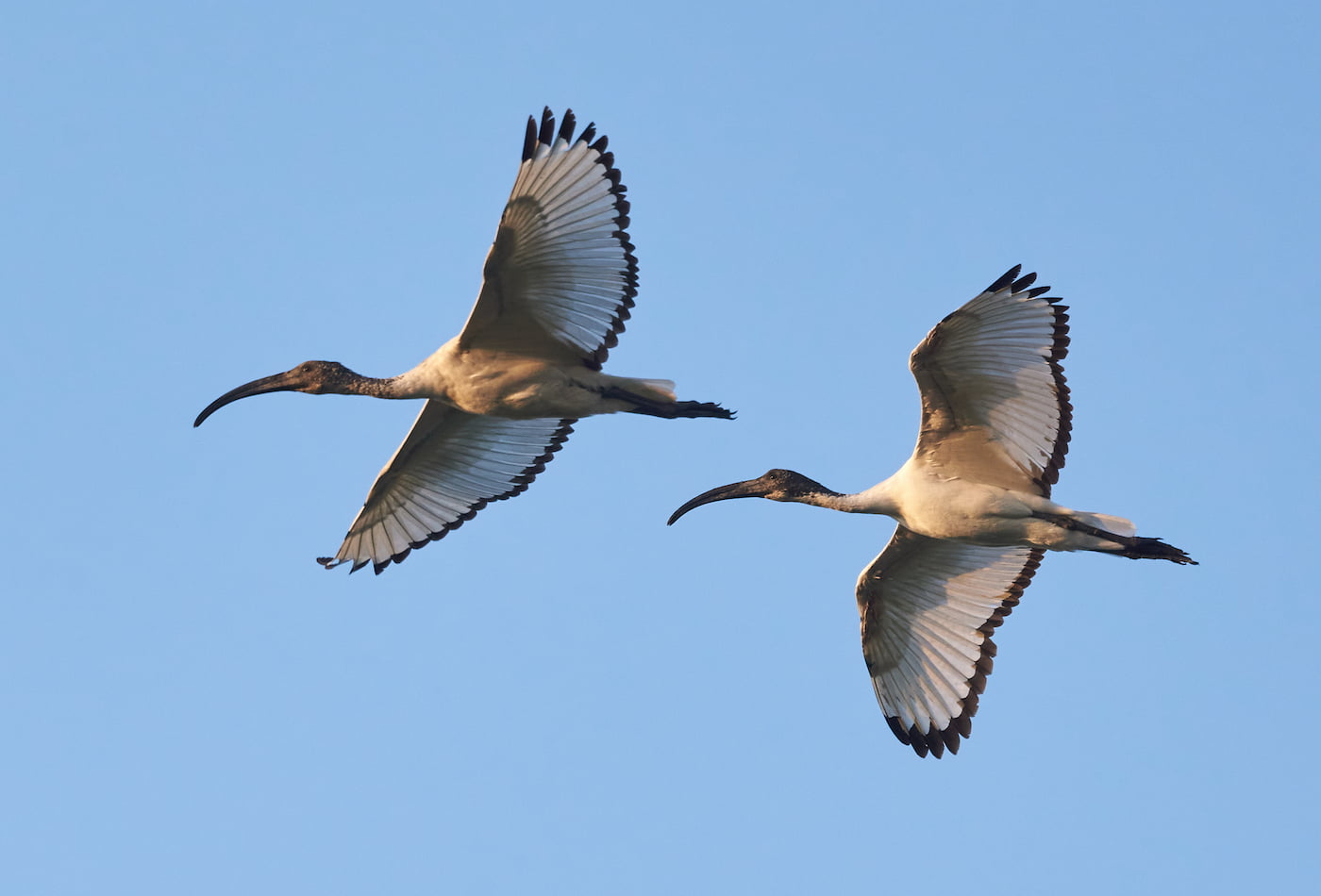 Ibis sacri (Threskiornis aethiopicus). Ph. Giulio Piras