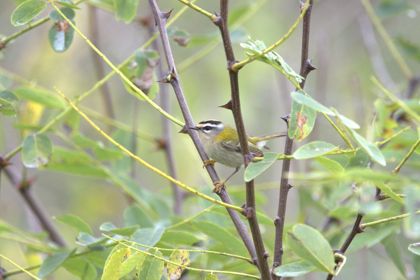 Fiorrancino (Regulus ignicapilla). Ph. Fabio Moretto