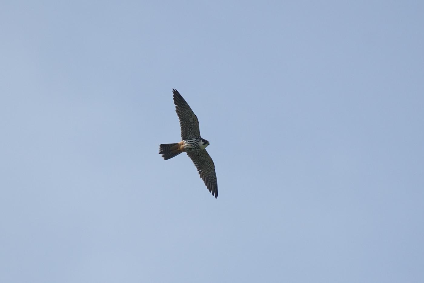 Lodolaio (Falco subbuteo). Ph. Tomaso Bisol