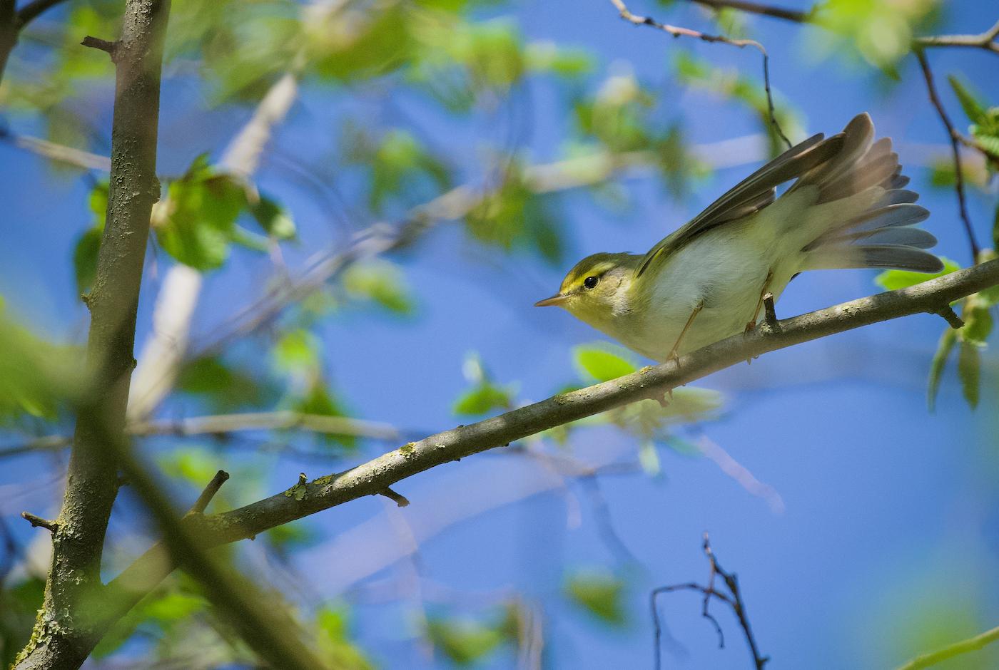 Luì verde (Phylloscopus sibilatrix). Ph. Riccardo Alba
