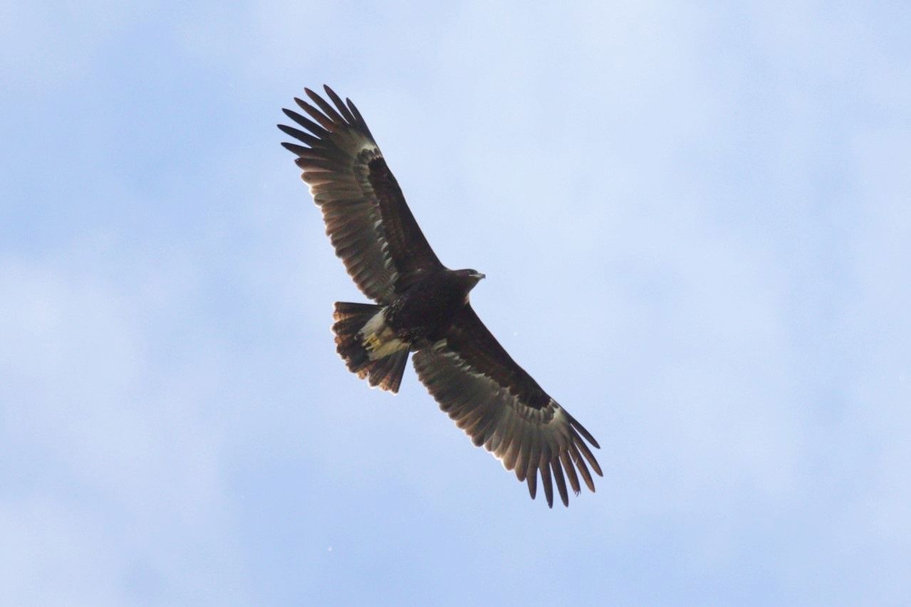 Aquila anatraia maggiore (Clanga clanga). Ph. Fabio Moretto