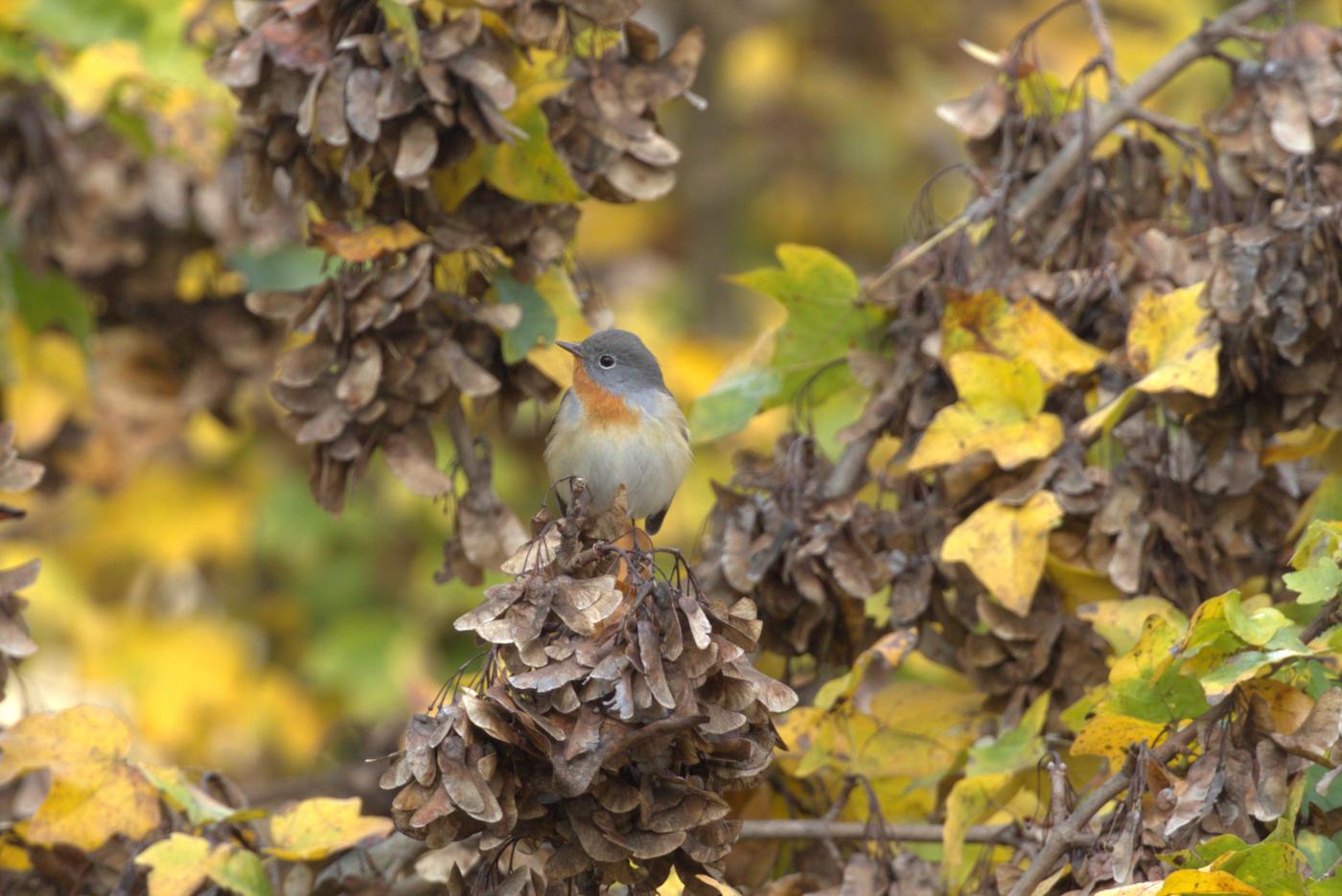 Pigliamosche pettirosso (Ficedula parva). Ph. Maurizio Sighele