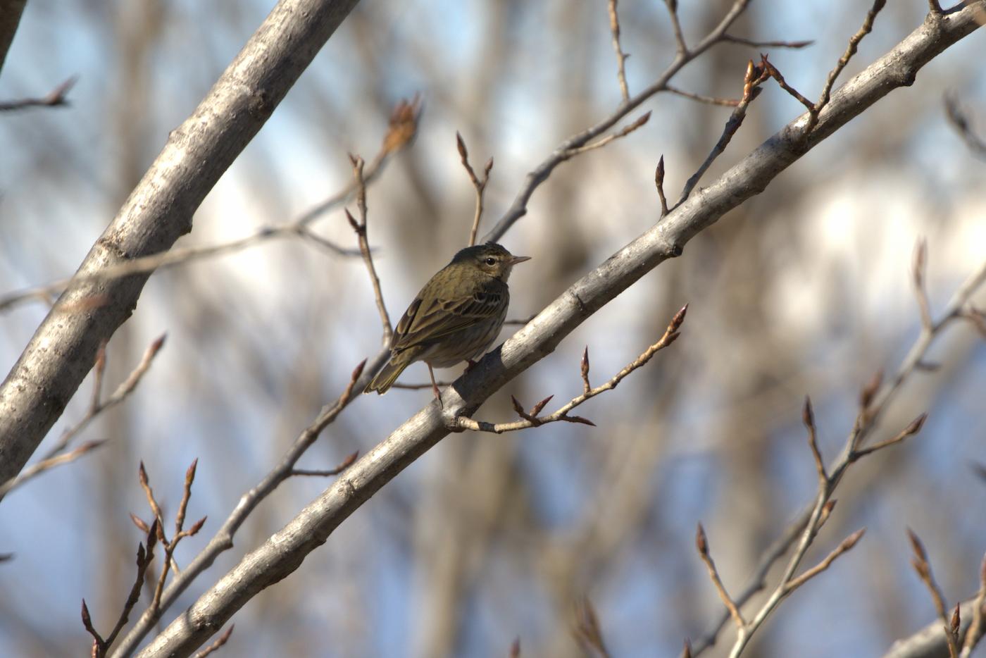 Prispolone indiano (Anthus hodgsoni). Ph. Fabio Moretto