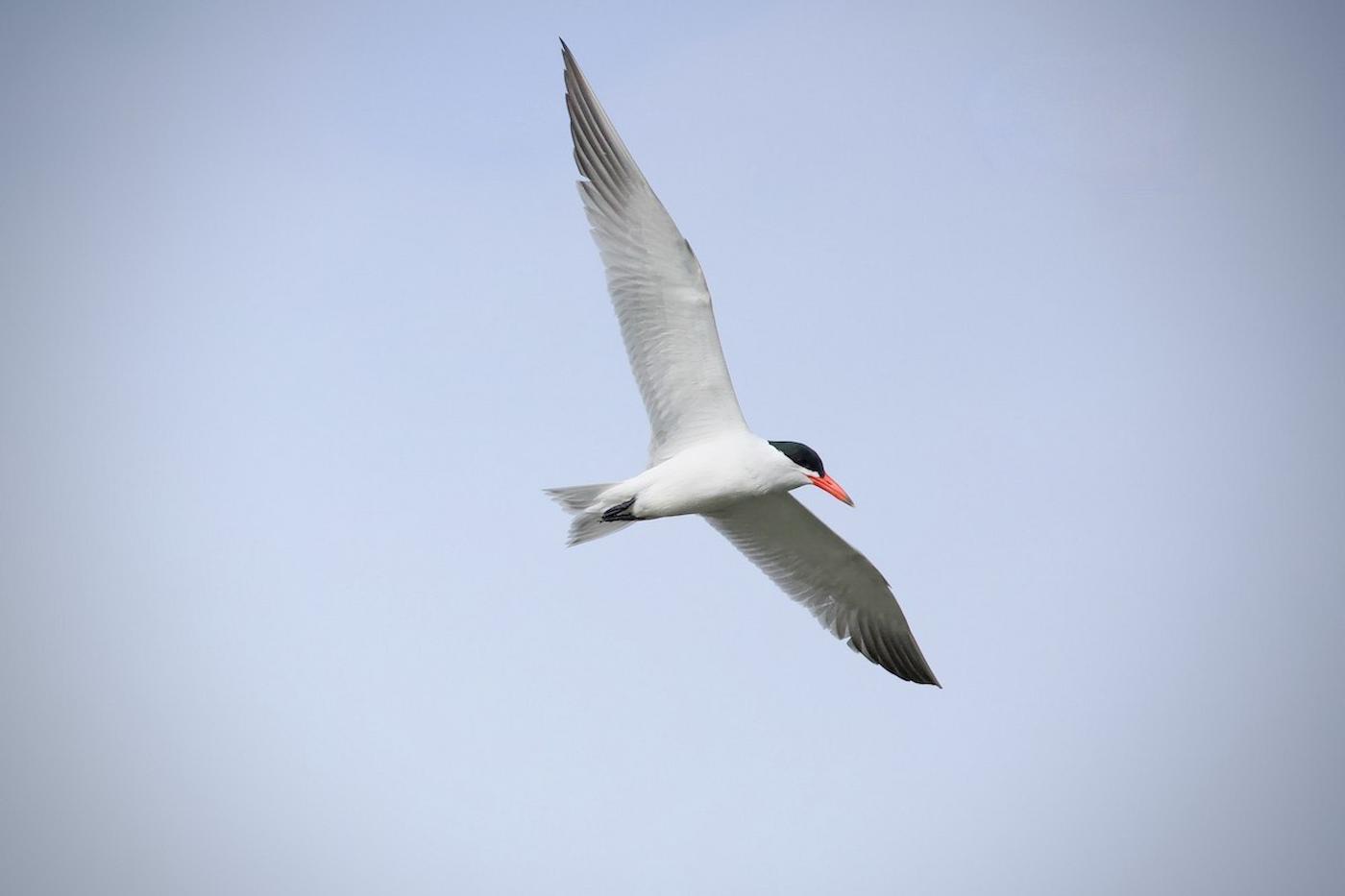 Sterna maggiore (Hydroprogne caspia). Ph. Riccardo Alba